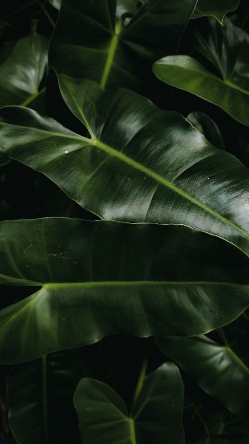 Free A detailed top view of vibrant green Alocasia leaves showcasing natural beauty and texture. Stock Photo