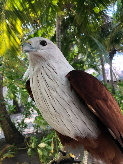 Eagle in Close Up