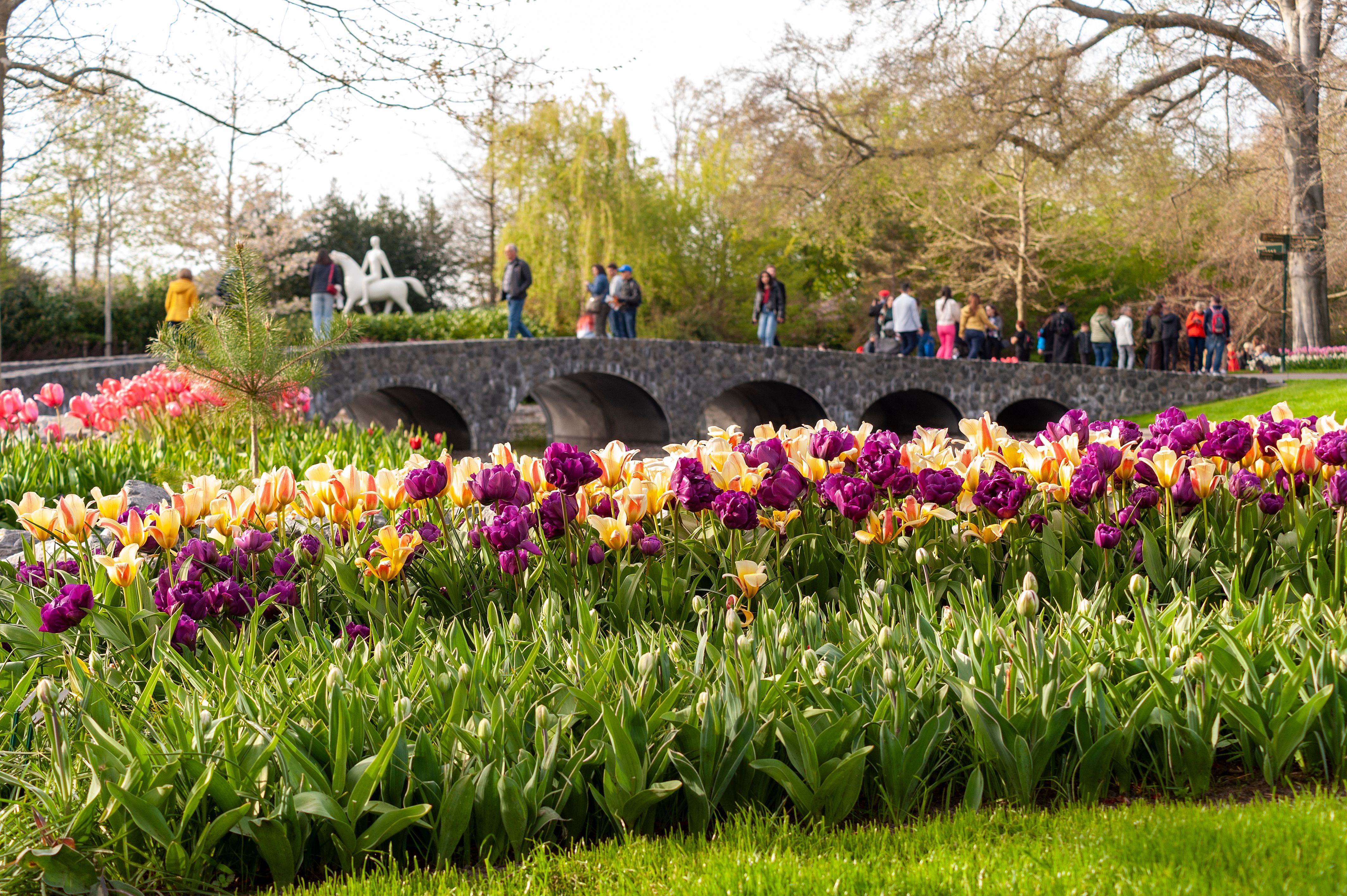 Bright tulips bloom in a scenic park with a stone bridge, attracting visitors in spring.