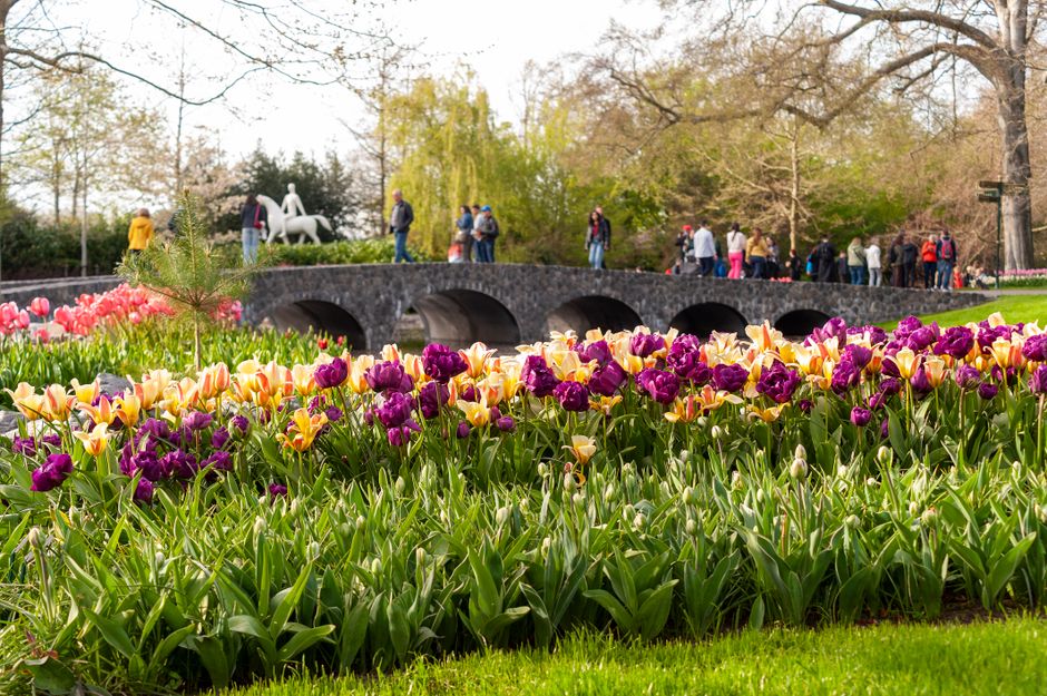 Bright tulips bloom in a scenic park with a stone bridge, attracting visitors in spring.