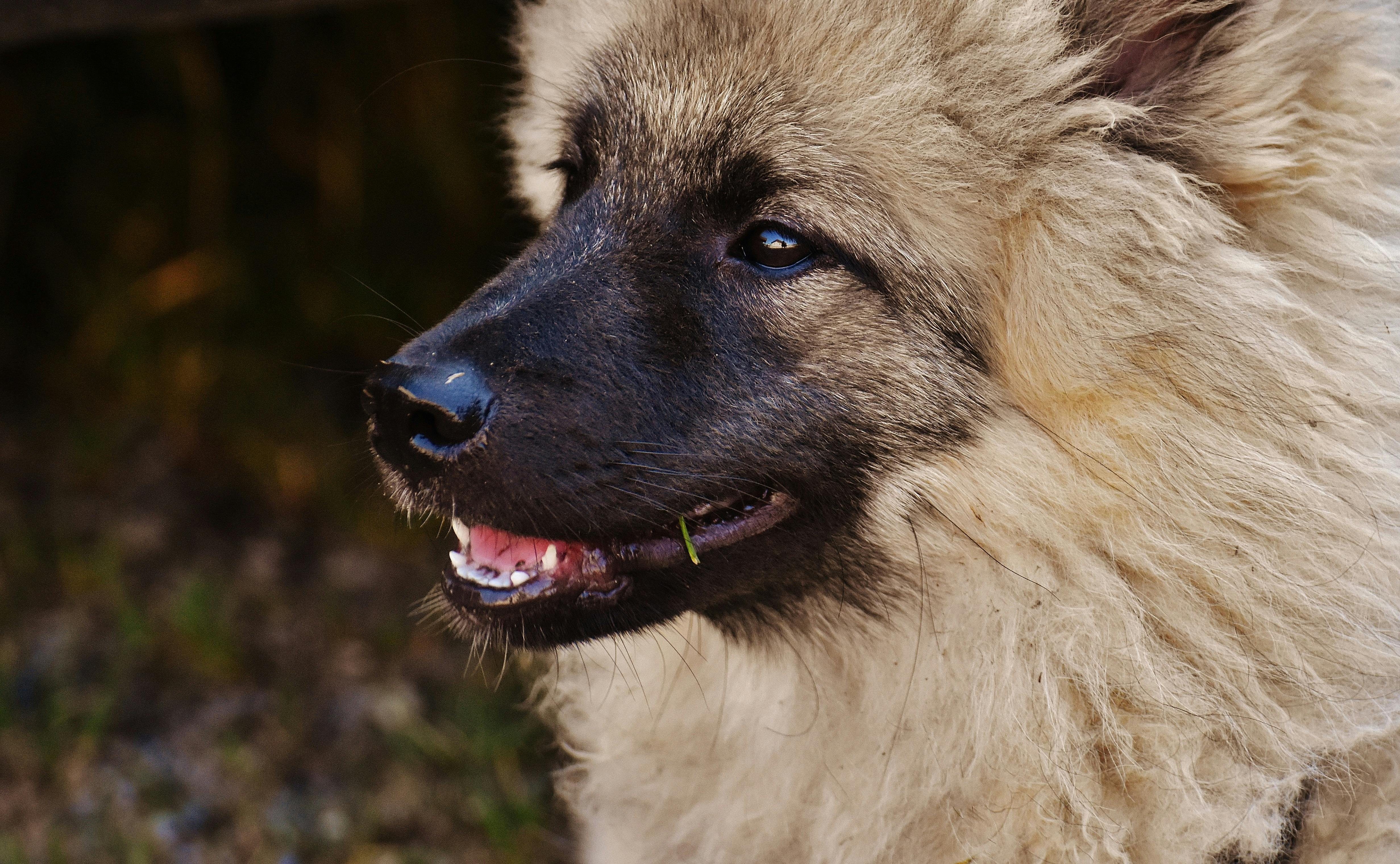 Wuschelig おもしろい 動物の無料の写真素材