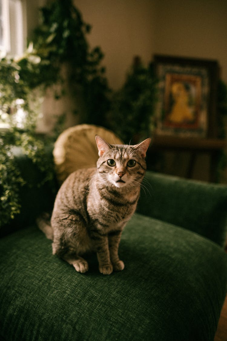 Cute Cat On Sofa