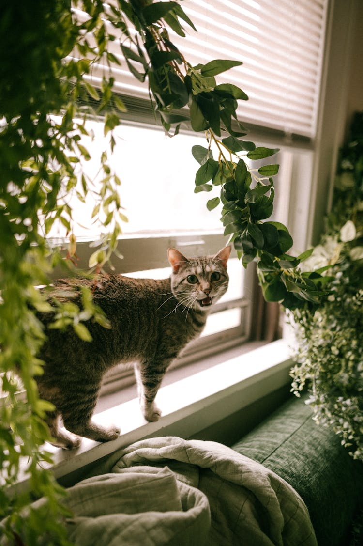 Cute Cat On Windowsill