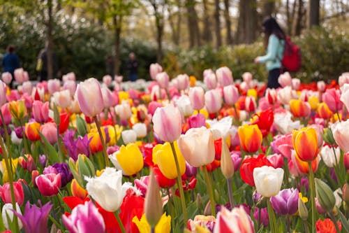 Foto profissional grátis de aumento, brilhante, canteiro de flores