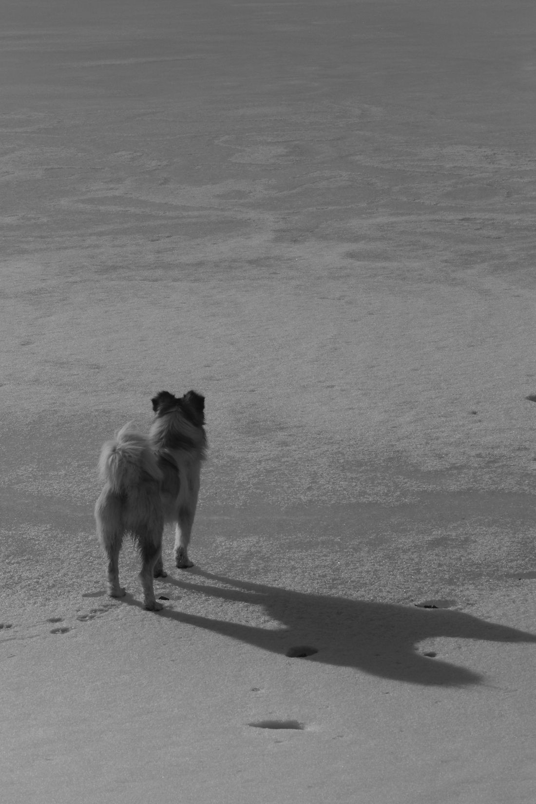 Lone dog walking on a sandy beach