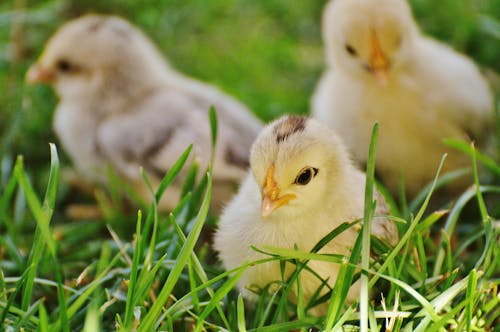 3 Poussins Sur L'herbe Verte