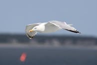 这张特写照片中，一只海鸥正平稳地滑翔在海面上，展现出优雅的翼展