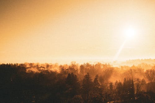 Yellow Sky over Forest