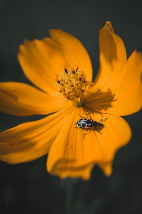 Beetle on Yellow Flower
