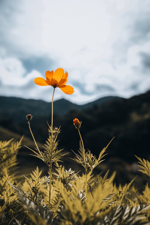 Clouds over Flower