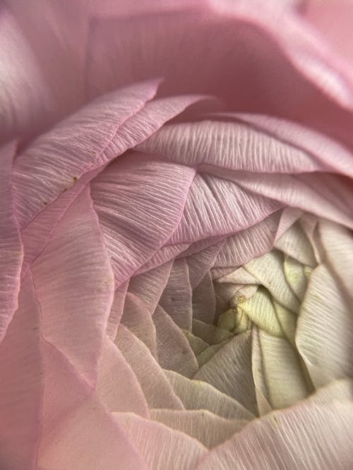 Close-up on Blooming Pink Rose