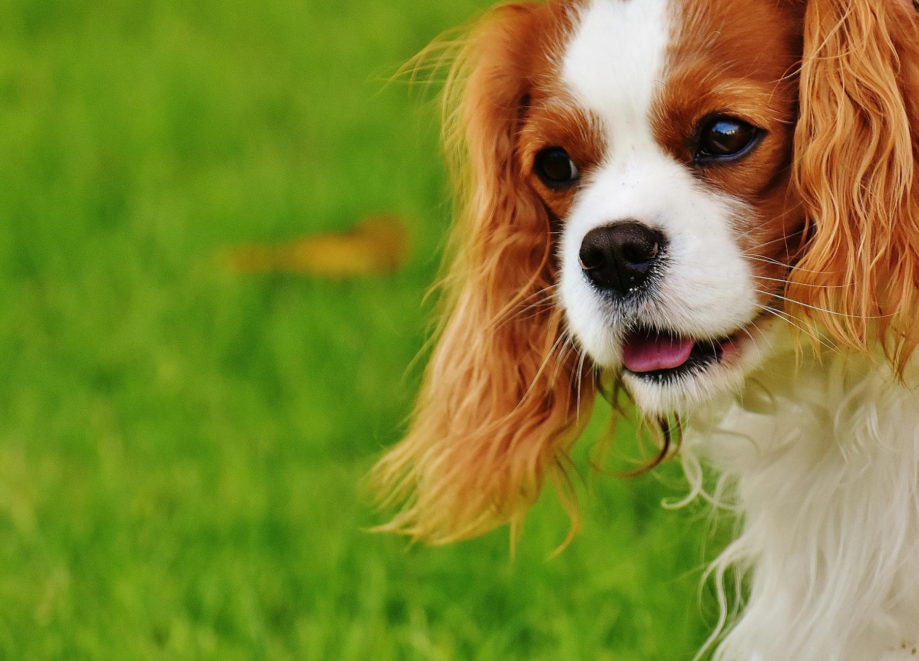 dog-cavalier-king-charles-spaniel-funny-pet-162167.jpeg?auto=compress&cs=tinysrgb&dpr=2&h=650&w=940