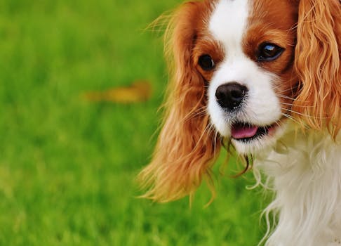 Blenheim Cavalier King Charles Spaniel Closeup Photography