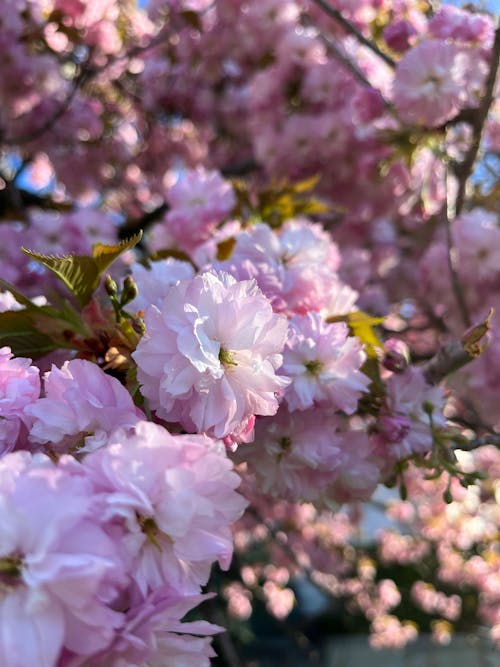Close-up on Blooming Kanzan Tree