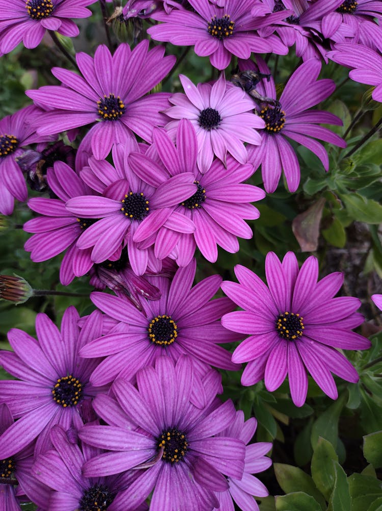 Close Up Of Purple Flowers