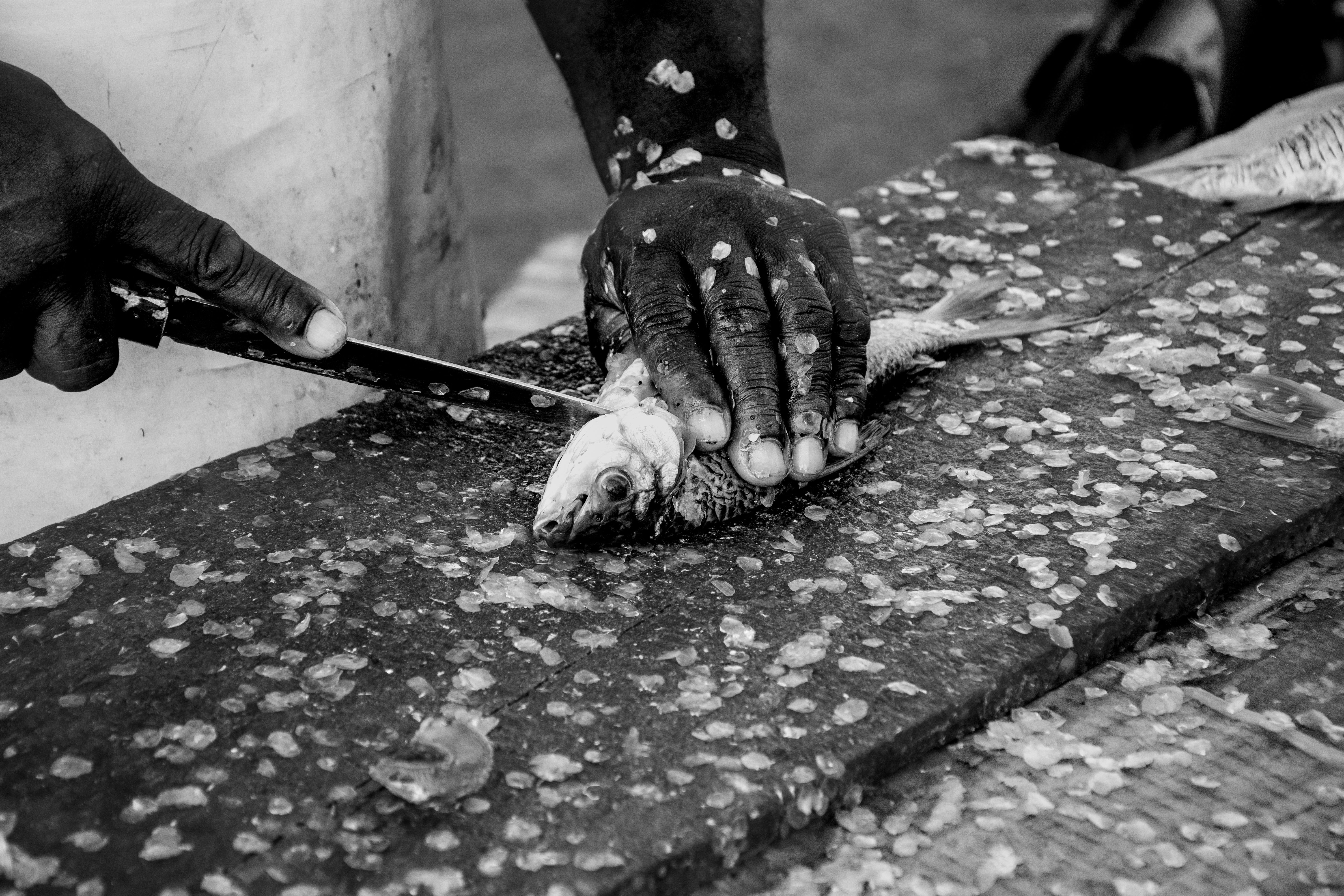 What process is removing scale from a fish? - The Institute for ...
