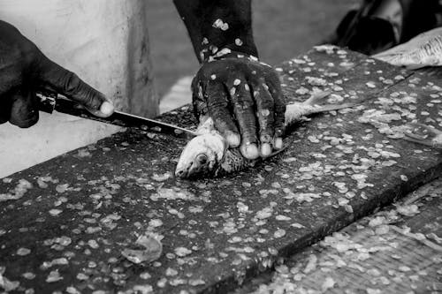 Man Hands Cutting Fish