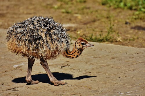 Small Ostrich Walking in Gray Pavement