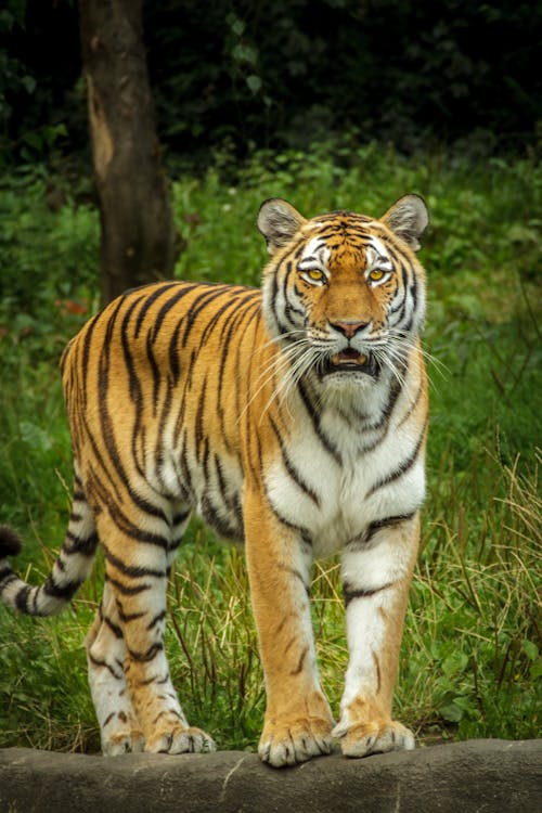 Tigre En Pasto Verde Cerca Del árbol Durante El Día