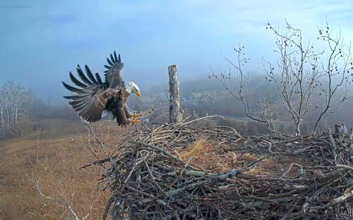 Kostenloses Stock Foto zu american eagle vogel als nächstes