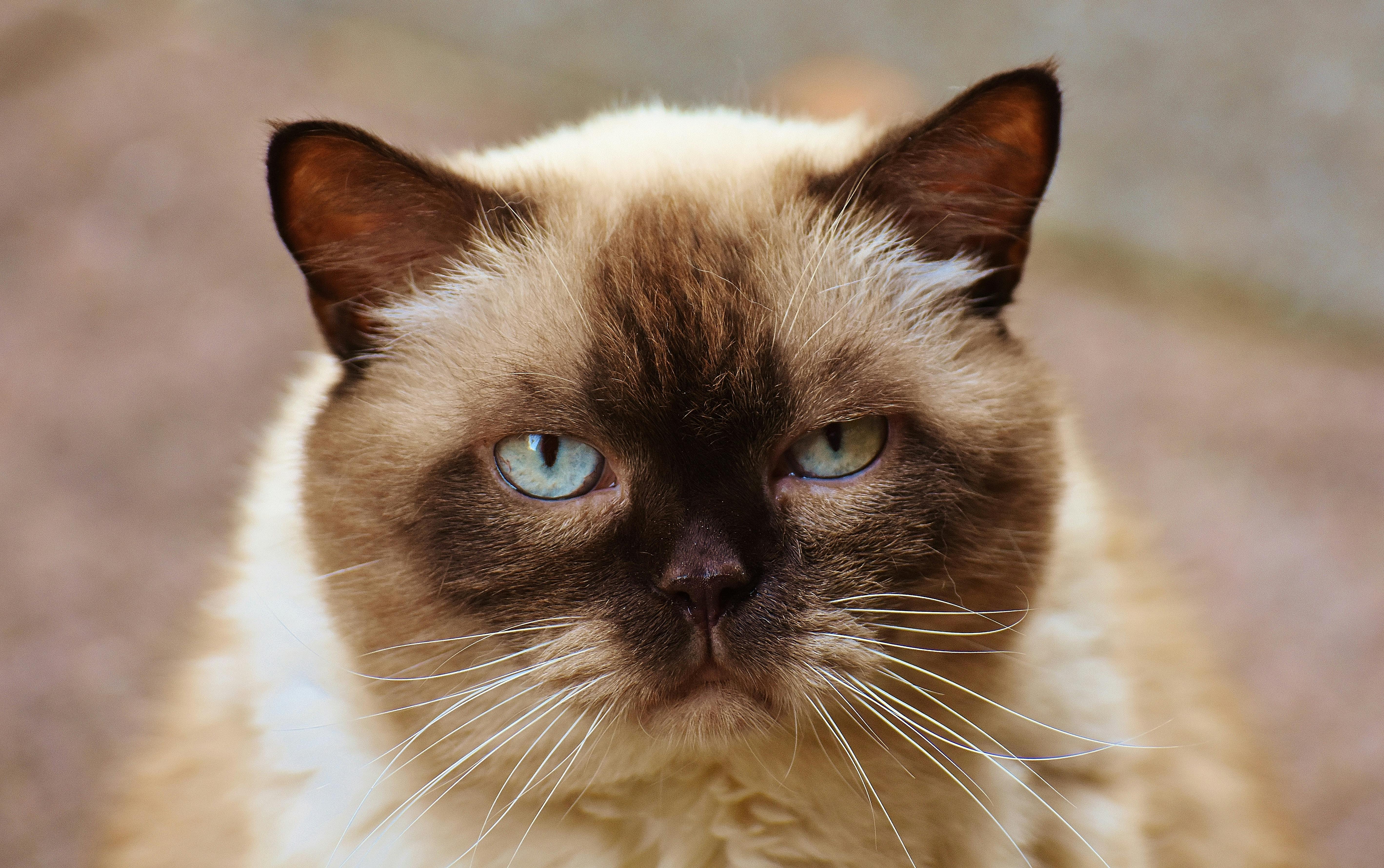 Close-up Photography of Himalayan Cat · Free Stock Photo