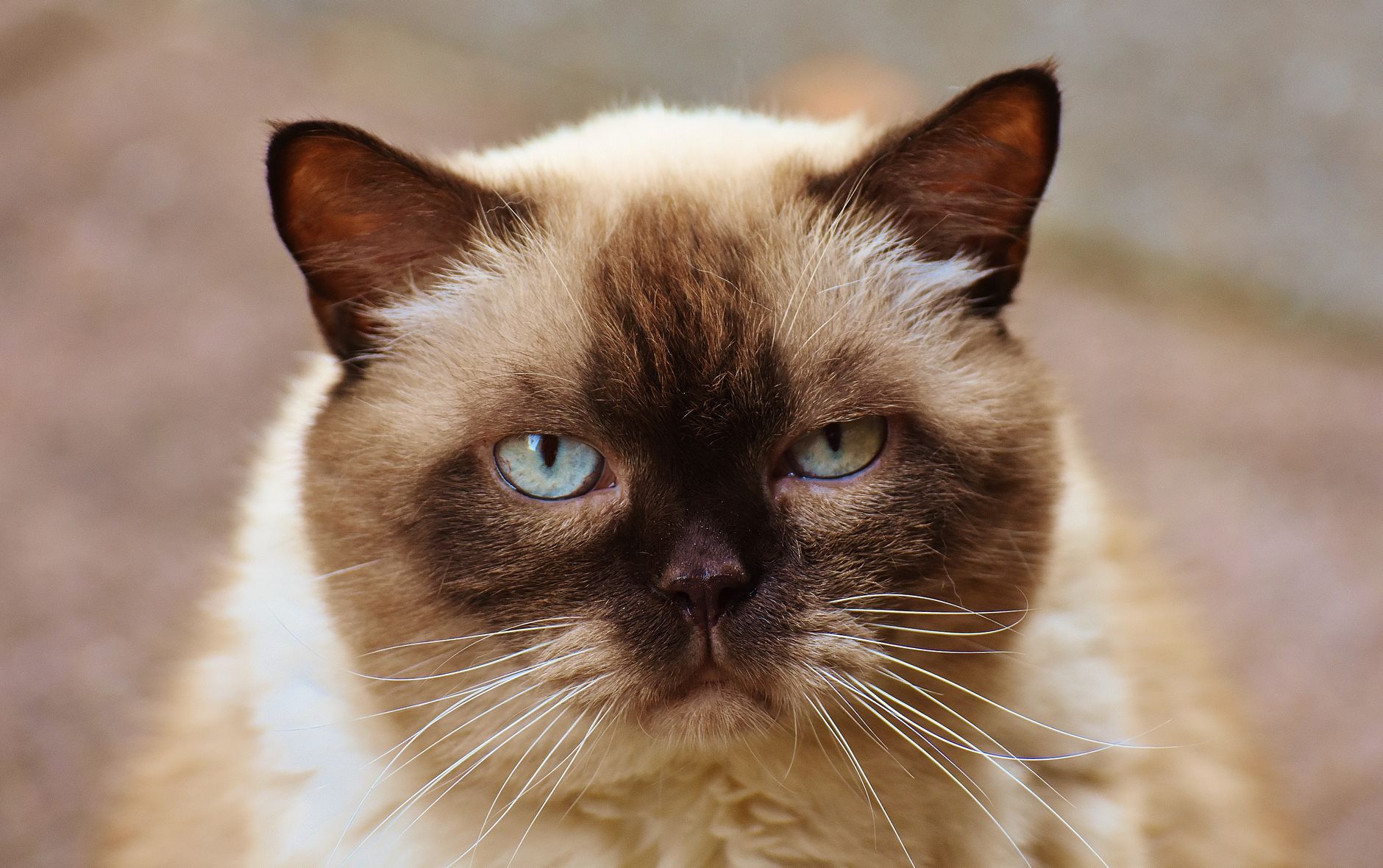 Portrait of a cat at a veterinary clinic