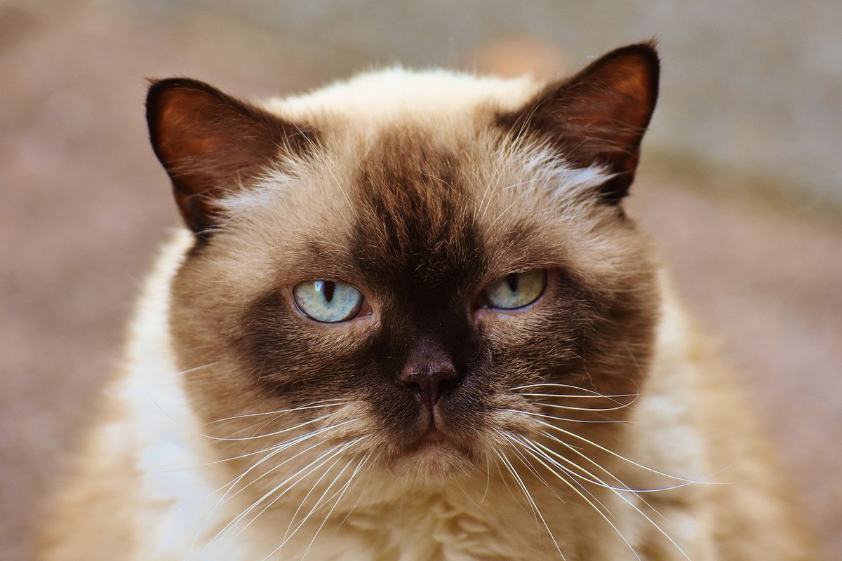 Chat constipé : symptômes et traitements - Causes fréquentes de la constipation chez le chat