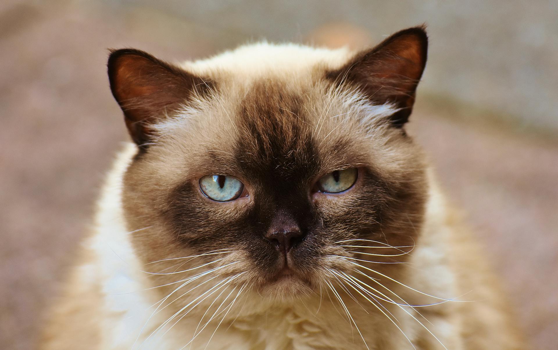 Close-up Photography of Himalayan Cat