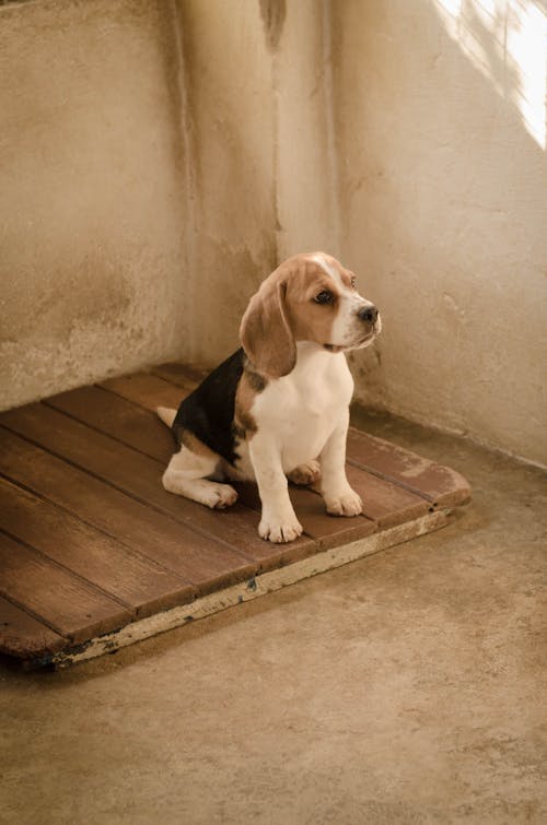 Foto stok gratis anak anjing, anjing, anjing beagle