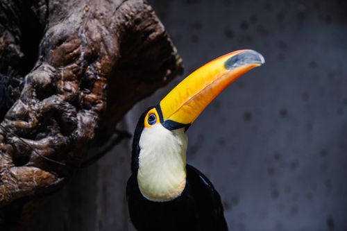 Free Detailed image of a toucan with a striking yellow beak in a natural setting. Stock Photo