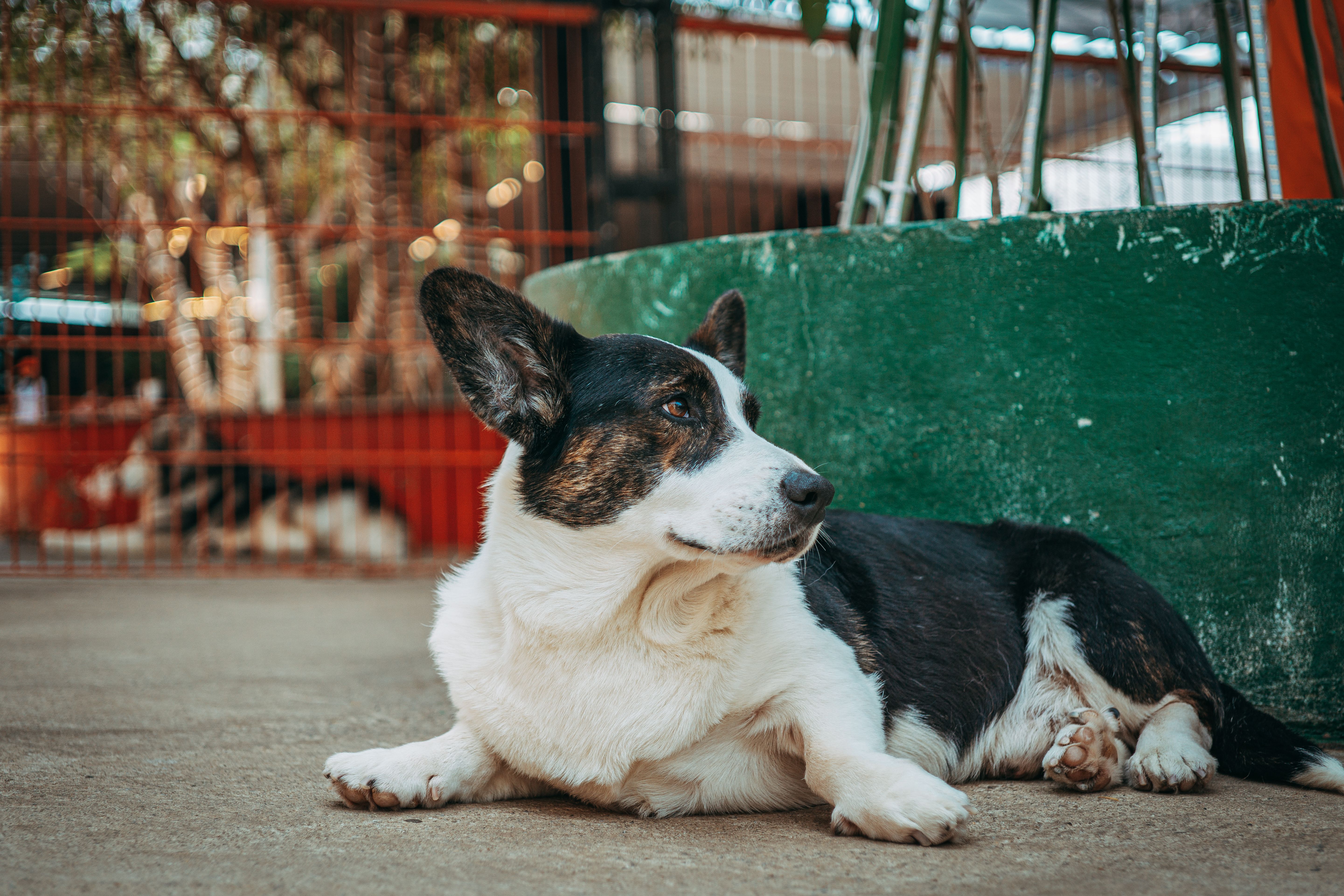 4 strategies to retrofit legacy pet food plants for food safety — Photo by FOX ^.ᆽ.^= ∫ on Pexels