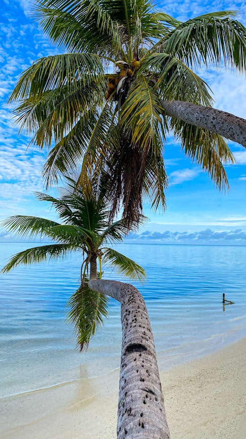 Foto profissional grátis de ilhas marianas, litoral, oceano