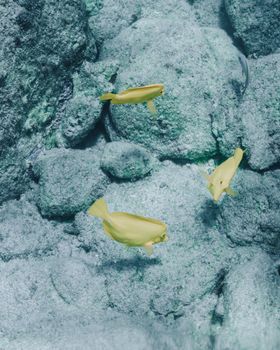 Bright yellow fish swim amidst rocky underwater terrain, showcasing aquatic life.