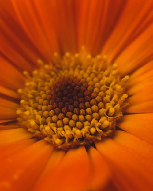 Free Detailed close-up of bright orange flower petals showcasing the vibrant colors and intricate patterns. Stock Photo