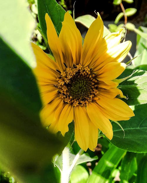 Close up of Sunflower