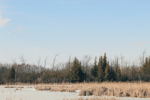 Immagine gratuita di alberi, congelato, foresta