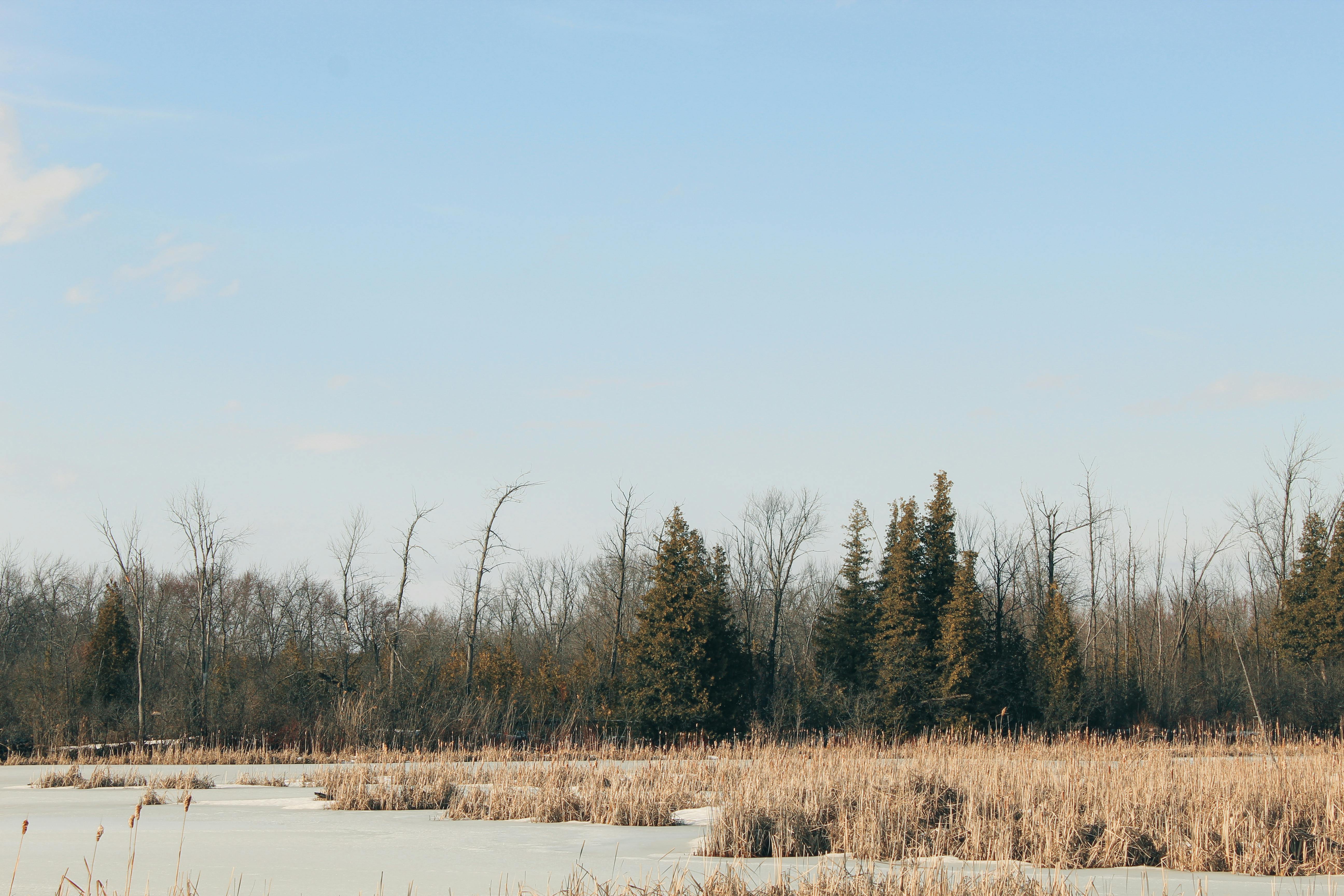 Forest behind Frozen Lake · Free Stock Photo