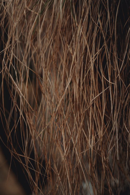 Bezpłatne Darmowe zdjęcie z galerii z kije, natura, pionowy strzał Zdjęcie z galerii