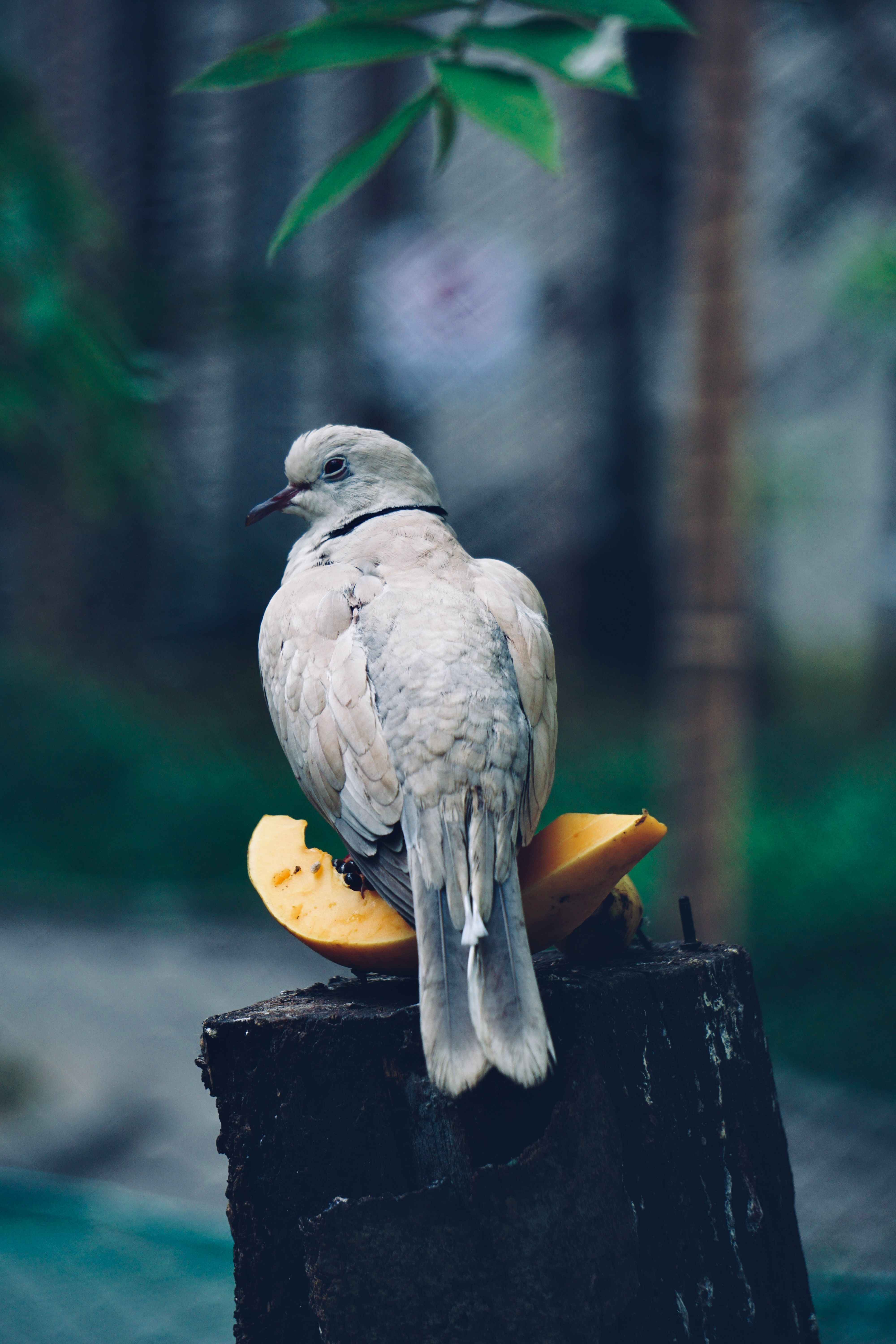 Negros Fruit Dove