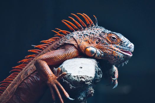 Close-up image of a vibrant orange iguana resting on a branch, showcasing intricate textures and colors.