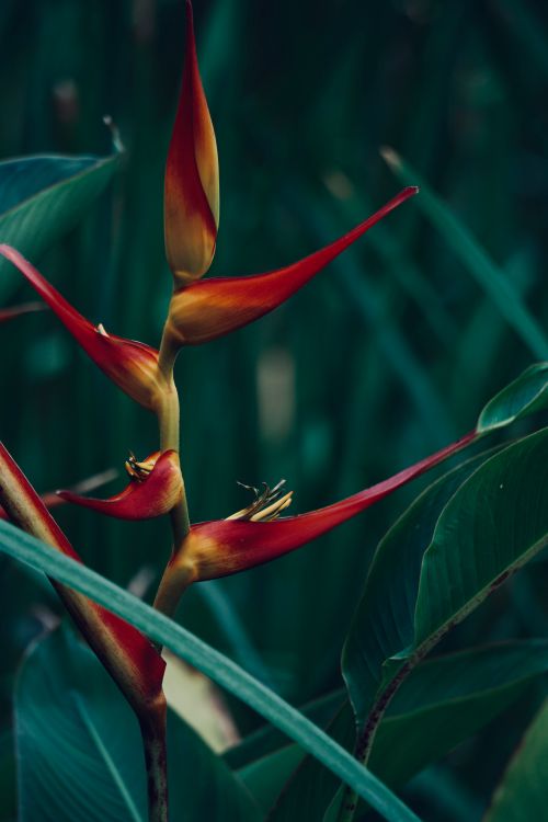 Free Close-up of a vibrant red Heliconia flower amidst lush green leaves outdoors. Stock Photo