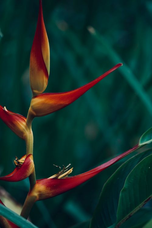 Free Close-up of a vibrant heliconia flower against a blurred green background, showcasing its tropical beauty. Stock Photo