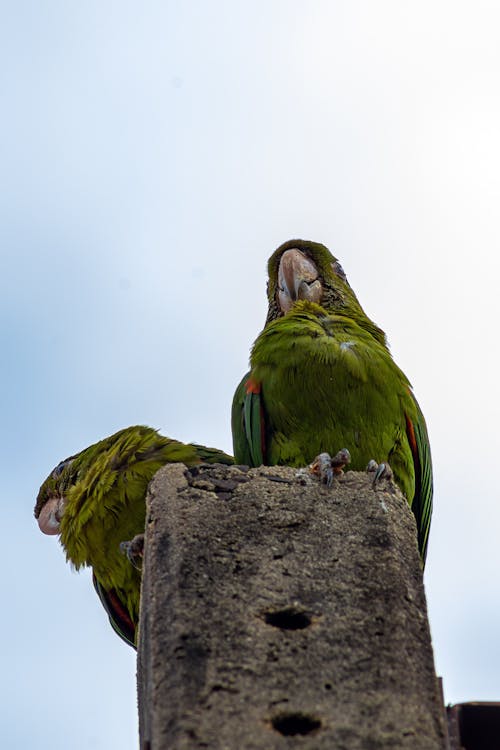 Green Parrot Sitting on Stone