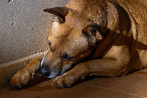 Dog Lying on Wooden Floor