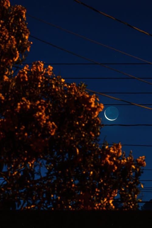 Illuminated Tree and Crescent Moon