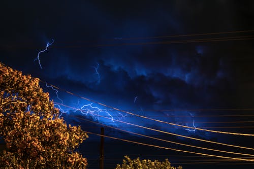 Foto d'estoc gratuïta de arbres, bosc, cables