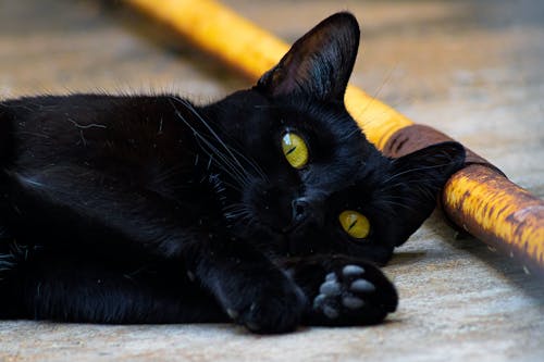 Δωρεάν στοκ φωτογραφιών με Γάτα, γλυκούλι, μαύρη γάτα