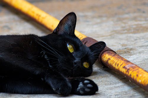 Δωρεάν στοκ φωτογραφιών με Γάτα, γλυκούλι, μαύρη γάτα