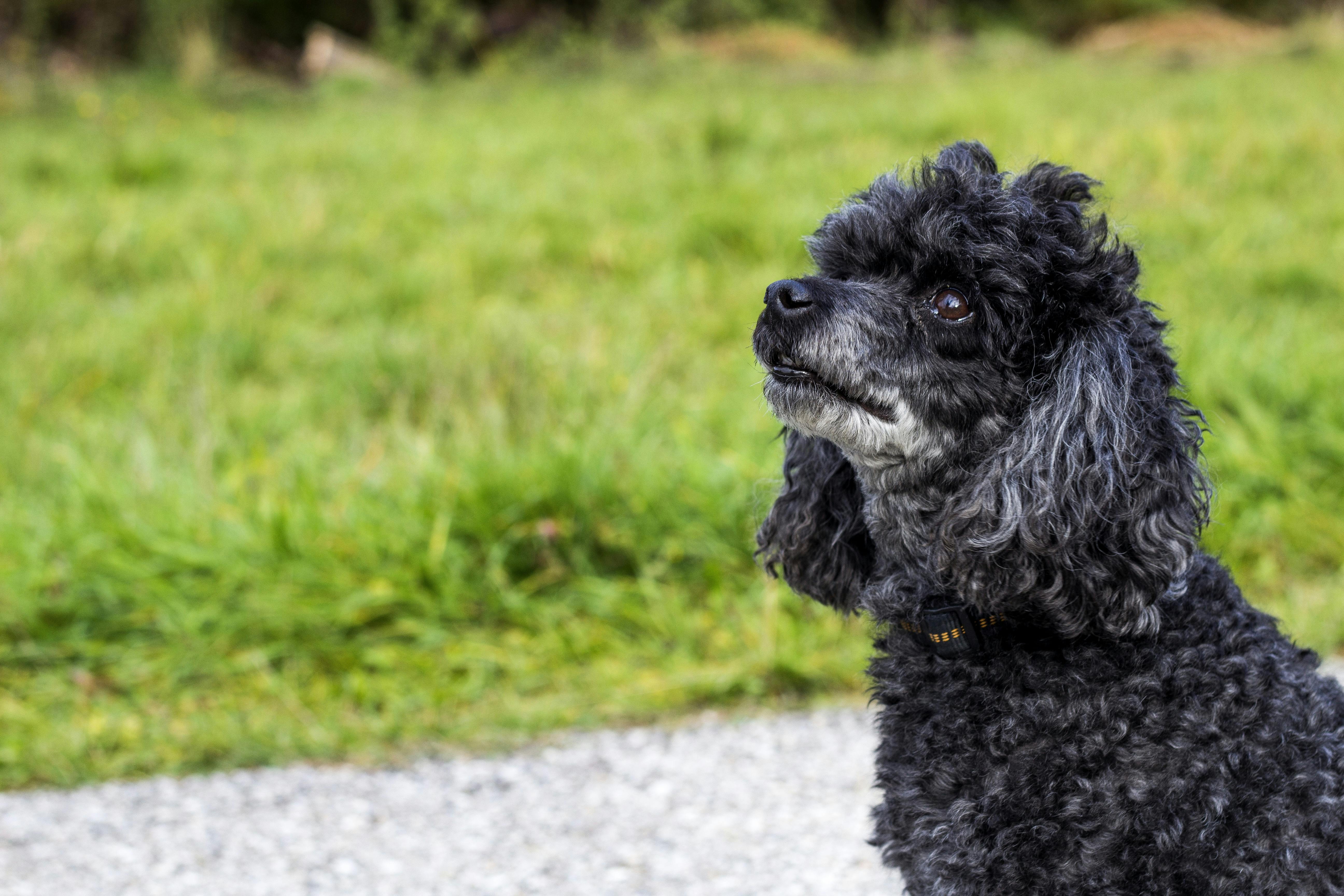 Foto Stok Gratis Tentang Anjing Anjing Pudel Berbulu