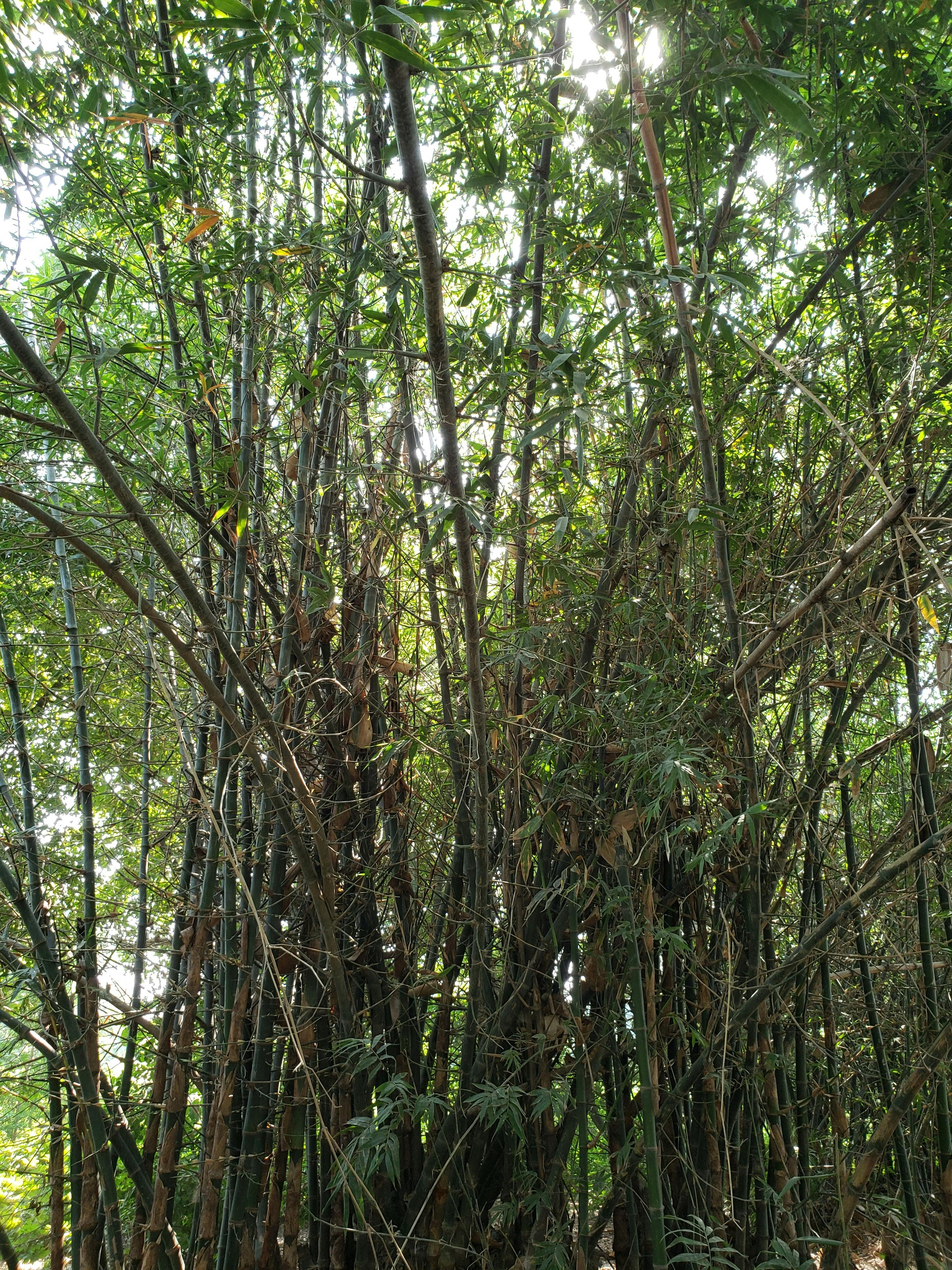 Free stock photo of bamboo, bamboo trees, trees